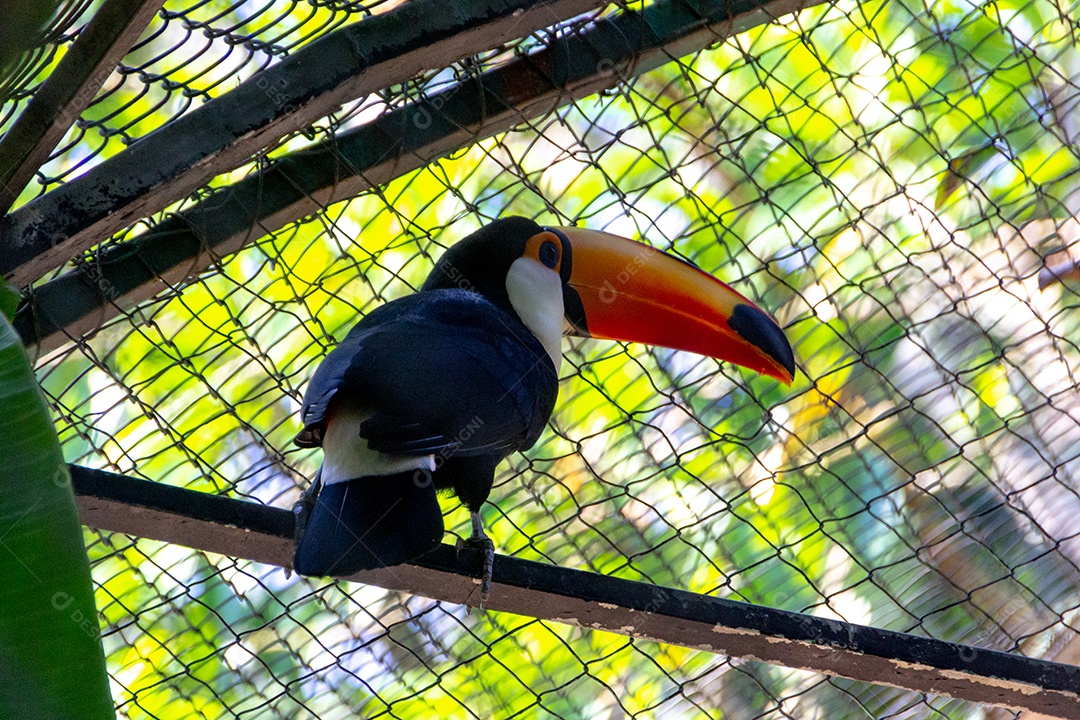 ave tucano da espécie Toco muito comum no Brasil