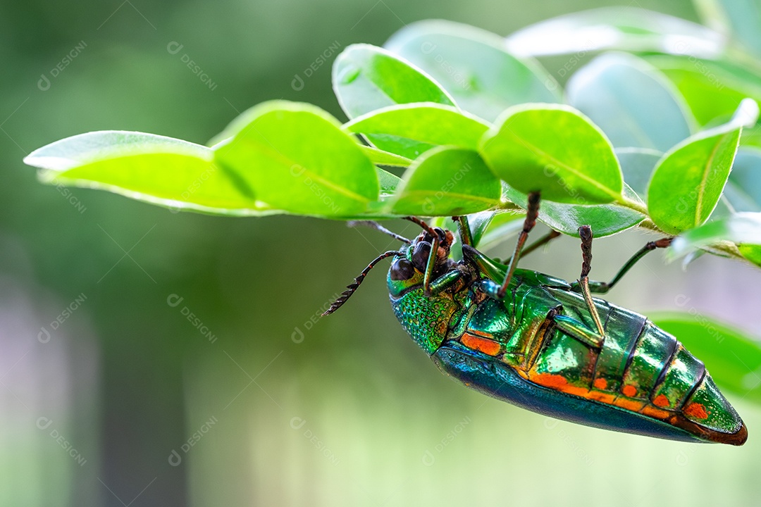 Besouro metálico de patas verdes (Sternocera aequisignata) ou besouro Jewel ou besouro metálico na folha verde