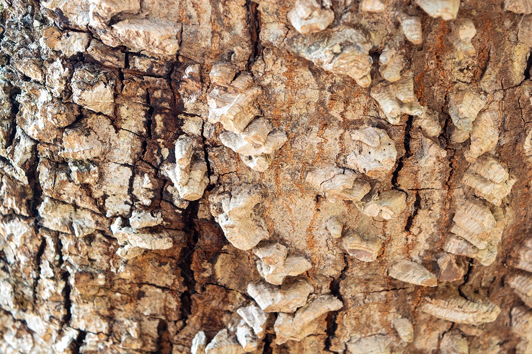 fundo de textura de árvore de madeira