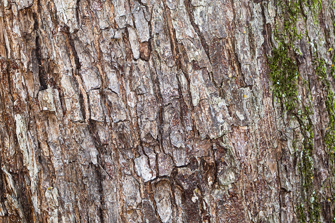textura da árvore, madeira seca na natureza com musgo