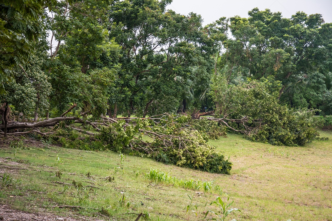 A árvore foi destruída pela intensidade da tempestade.