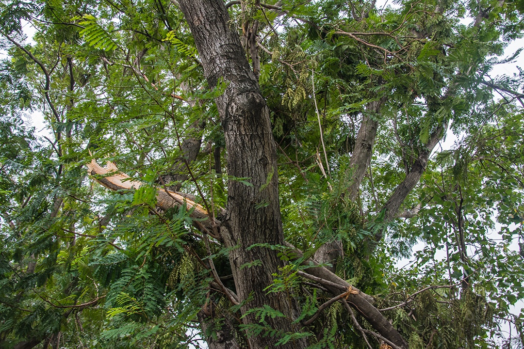 A árvore foi destruída pela intensidade da tempestade.