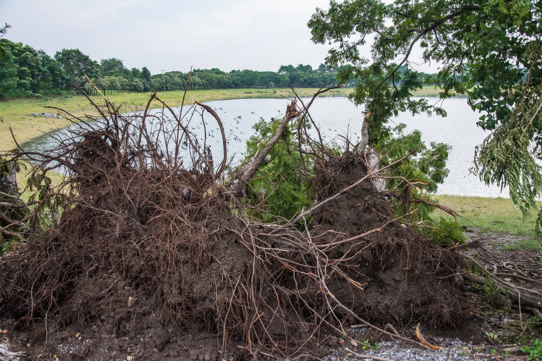 A árvore foi destruída pela intensidade da tempestade.