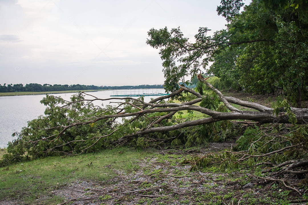 A árvore foi destruída pela intensidade da tempestade.