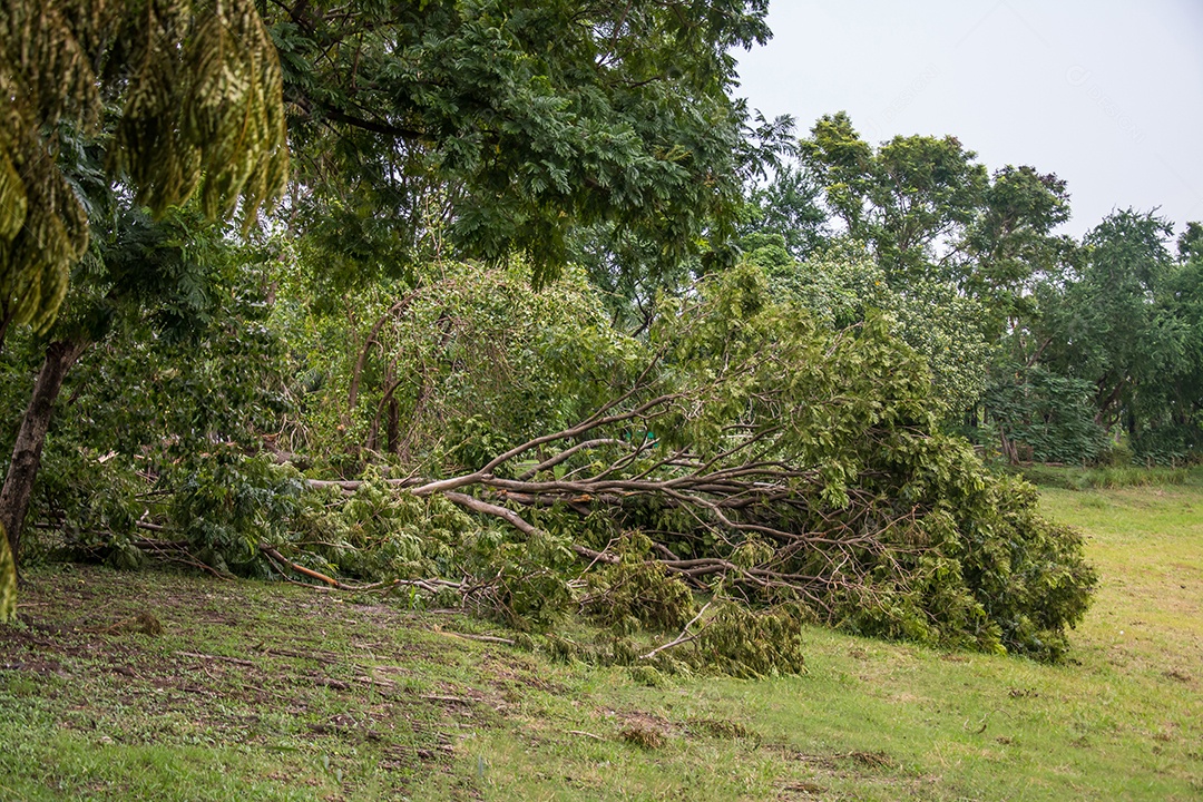 A árvore foi destruída pela intensidade da tempestade.