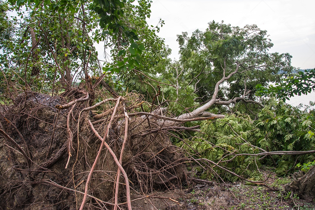 A árvore foi destruída pela intensidade da tempestade.