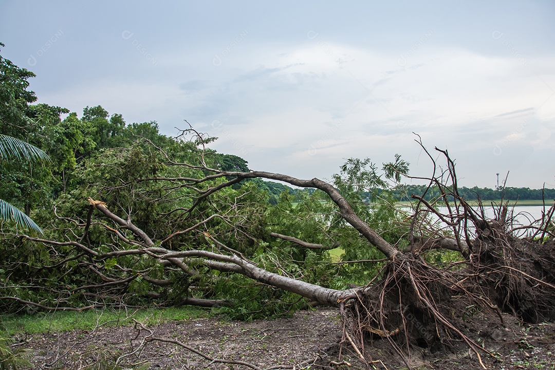 A árvore foi destruída pela intensidade da tempestade.