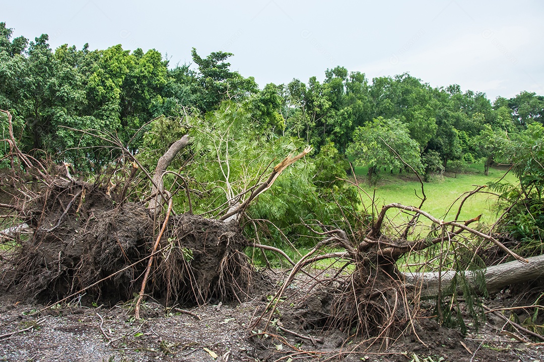 A árvore foi destruída pela intensidade da tempestade.