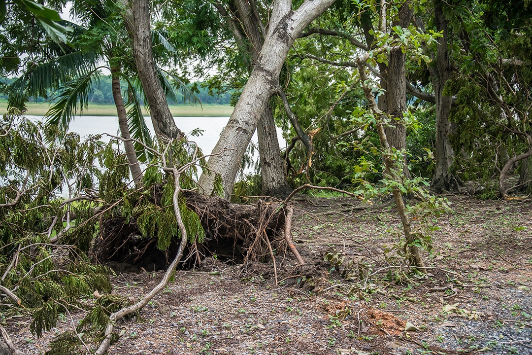 A árvore foi destruída pela intensidade da tempestade.