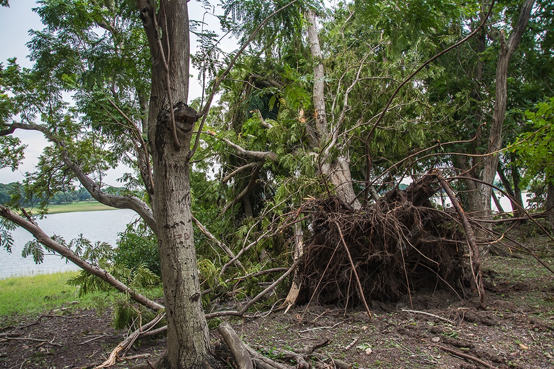 A árvore foi destruída pela intensidade da tempestade.