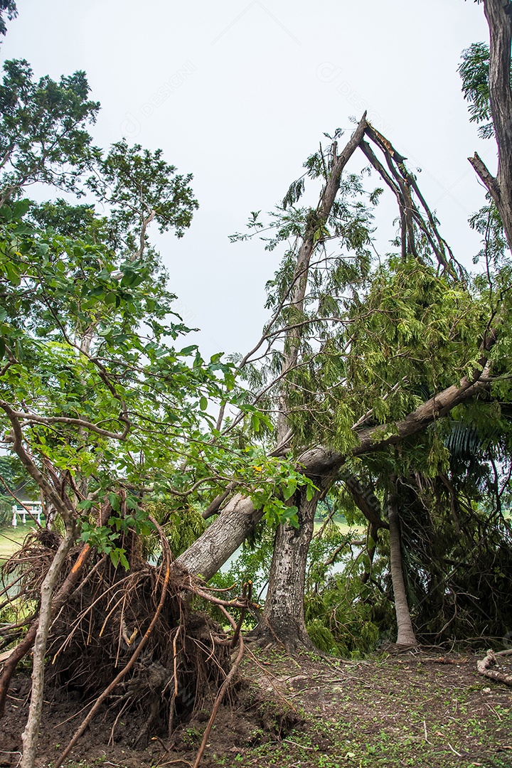 A árvore foi destruída pela intensidade da tempestade.