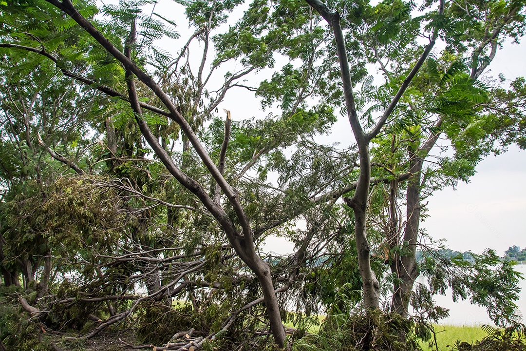 A árvore foi destruída pela intensidade da tempestade.