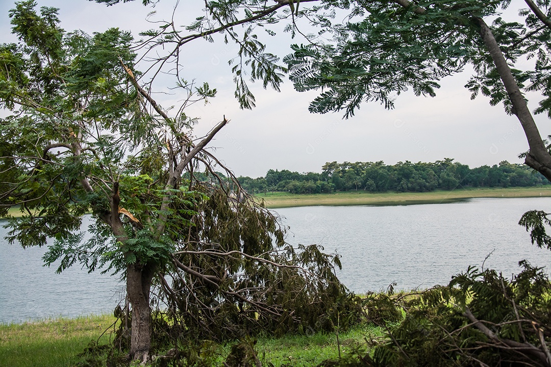 A árvore foi destruída pela intensidade da tempestade.