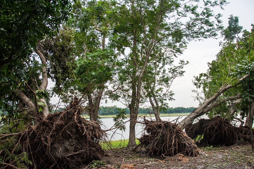 A árvore foi destruída pela intensidade da tempestade.