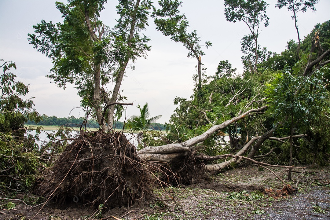 A árvore foi destruída pela intensidade da tempestade.