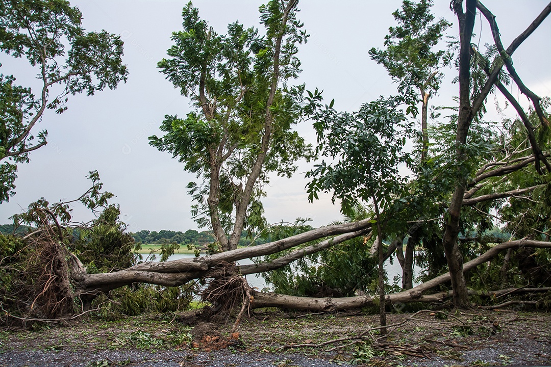 A árvore foi destruída pela intensidade da tempestade.
