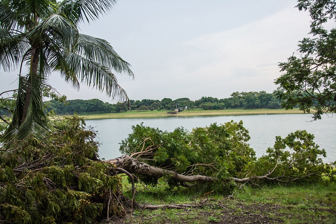 A árvore foi destruída pela intensidade da tempestade.