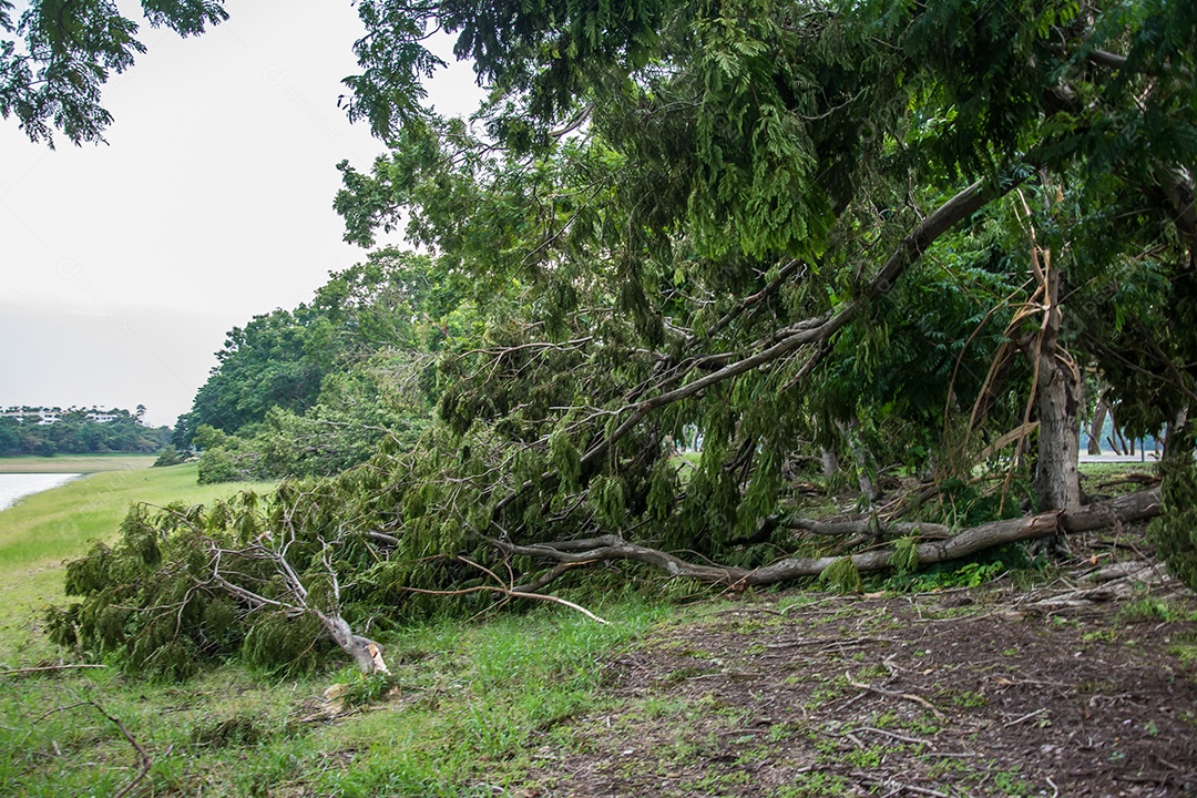A árvore foi destruída pela intensidade da tempestade.