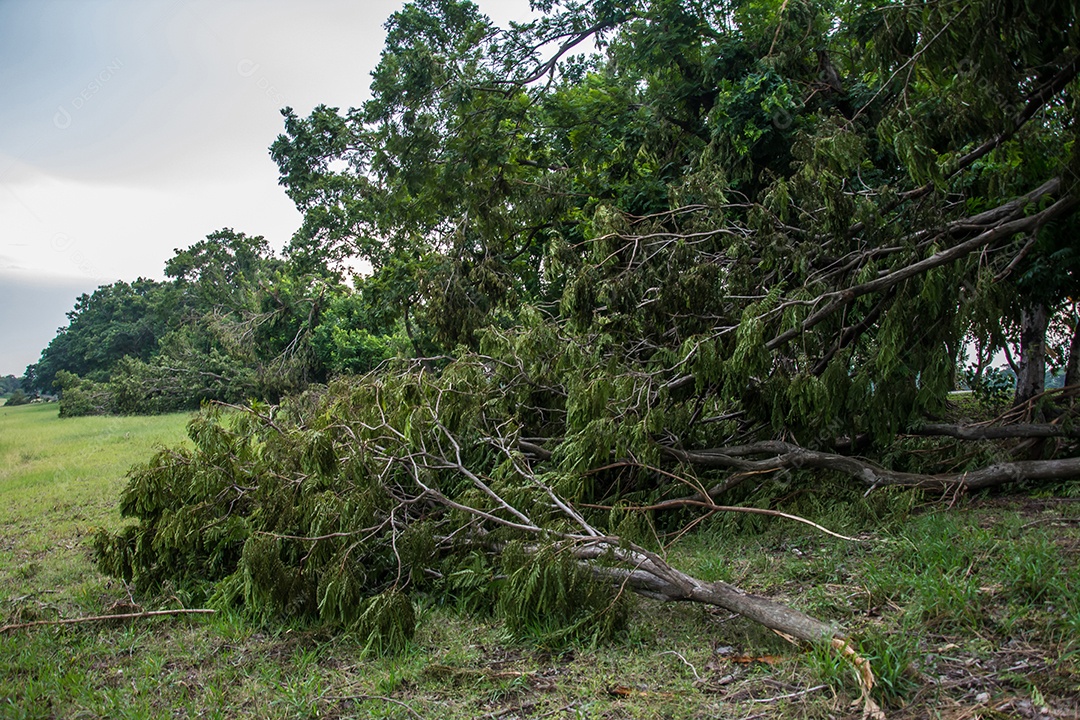 A árvore foi destruída pela intensidade da tempestade.