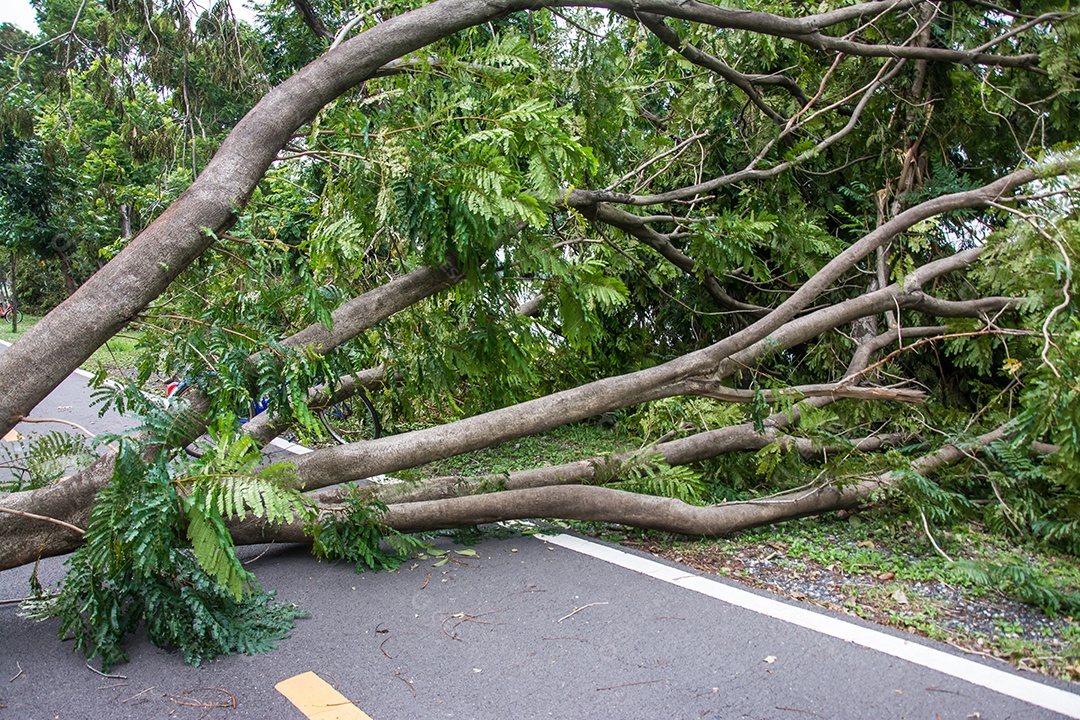 A árvore foi destruída pela intensidade da tempestade.