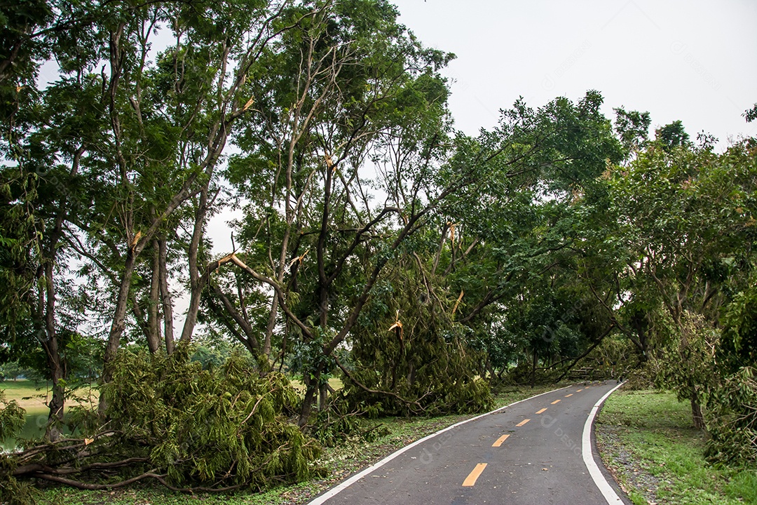 A árvore foi destruída pela intensidade da tempestade.