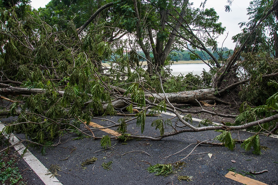 The tree was destroyed by the intensity of the storm.
