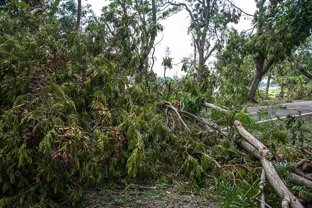 A árvore foi destruída pela intensidade da tempestade.