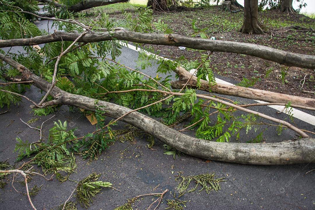 A árvore foi destruída pela intensidade da tempestade.