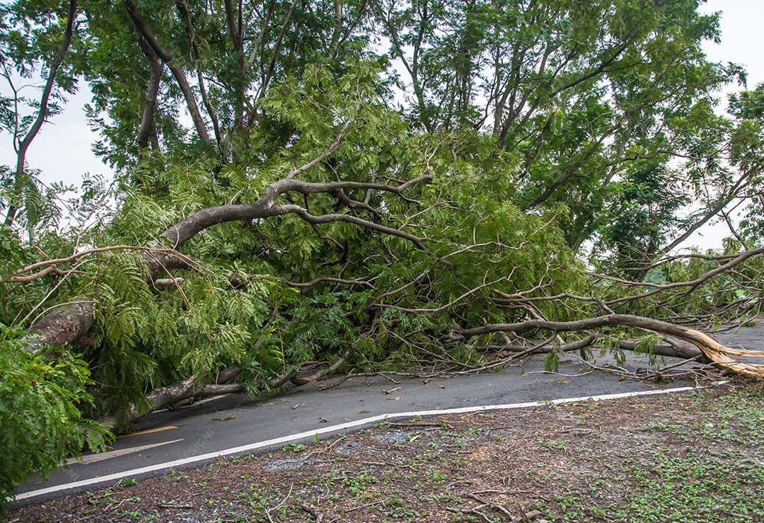 A árvore foi destruída pela intensidade da tempestade.
