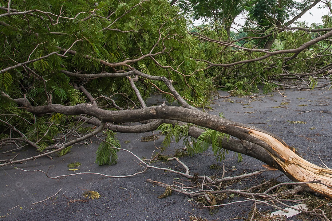 A árvore foi destruída pela intensidade da tempestade.