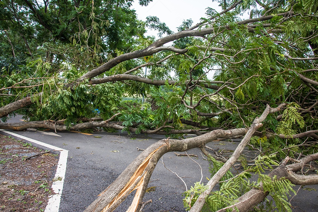 A árvore foi destruída pela intensidade da tempestade.