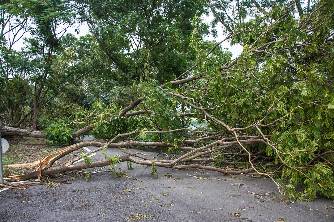 A árvore foi destruída pela intensidade da tempestade.