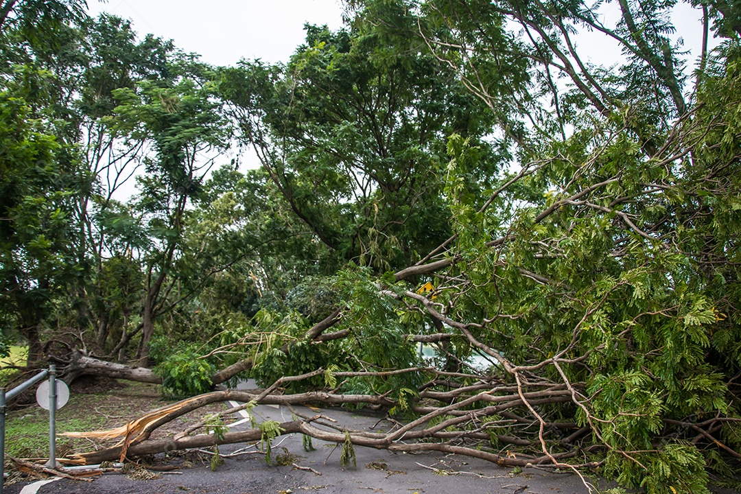 A árvore foi destruída pela intensidade da tempestade.