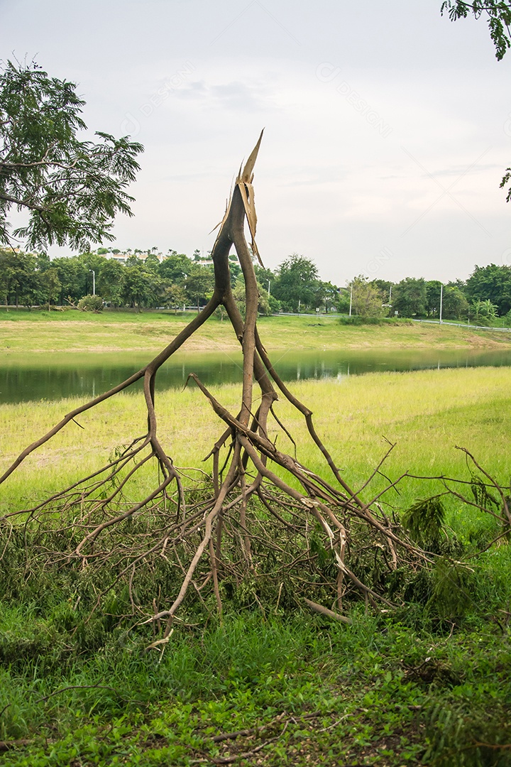 A árvore foi destruída pela intensidade da tempestade.