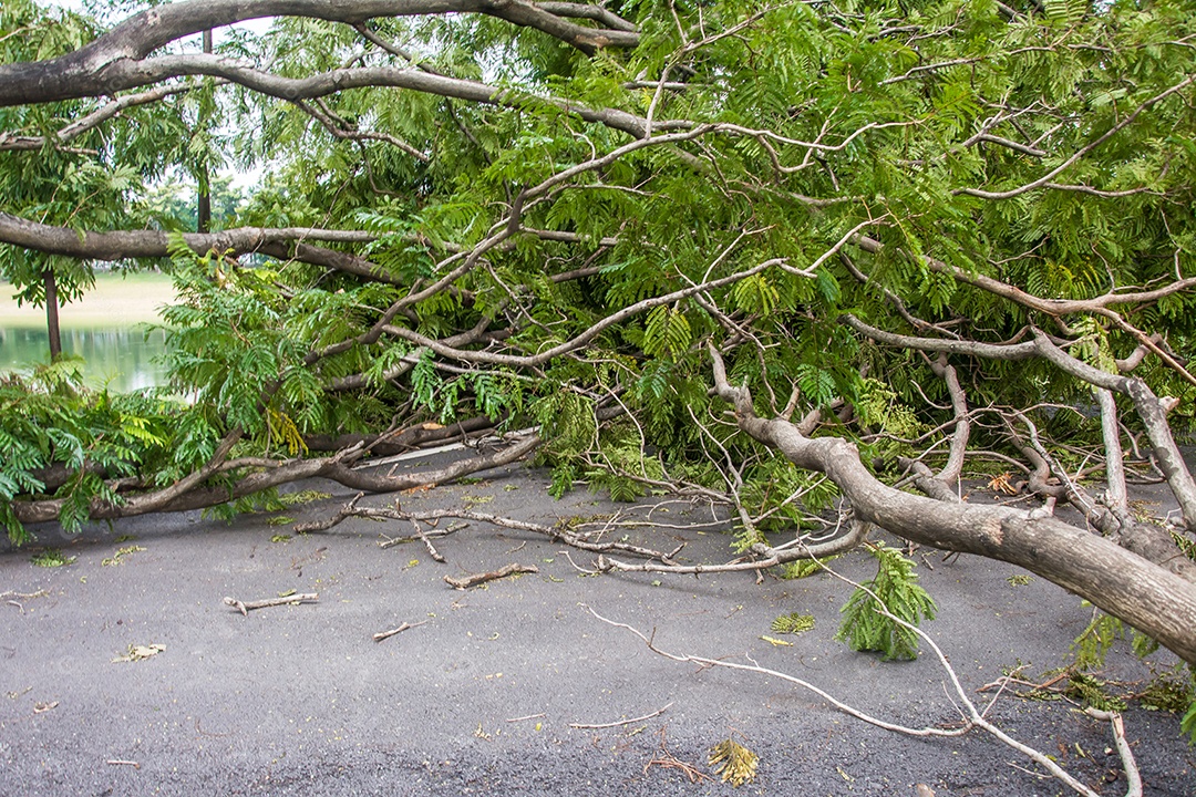 A árvore foi destruída pela intensidade da tempestade.
