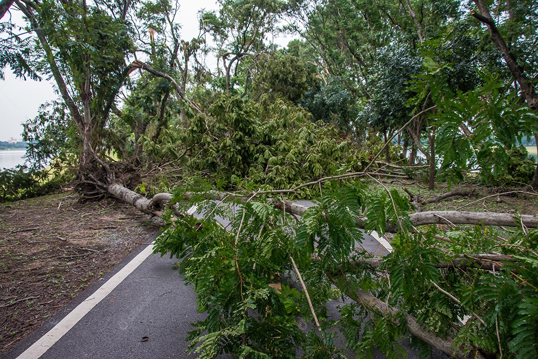 A árvore foi destruída pela intensidade da tempestade.
