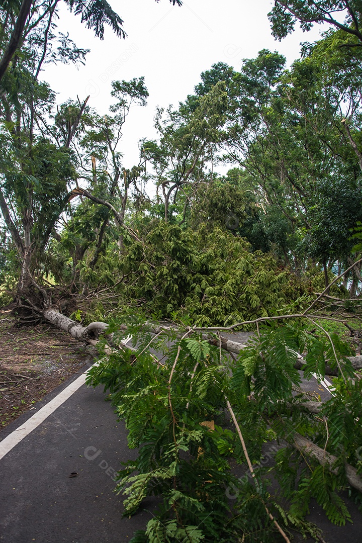 A árvore foi destruída pela intensidade da tempestade.