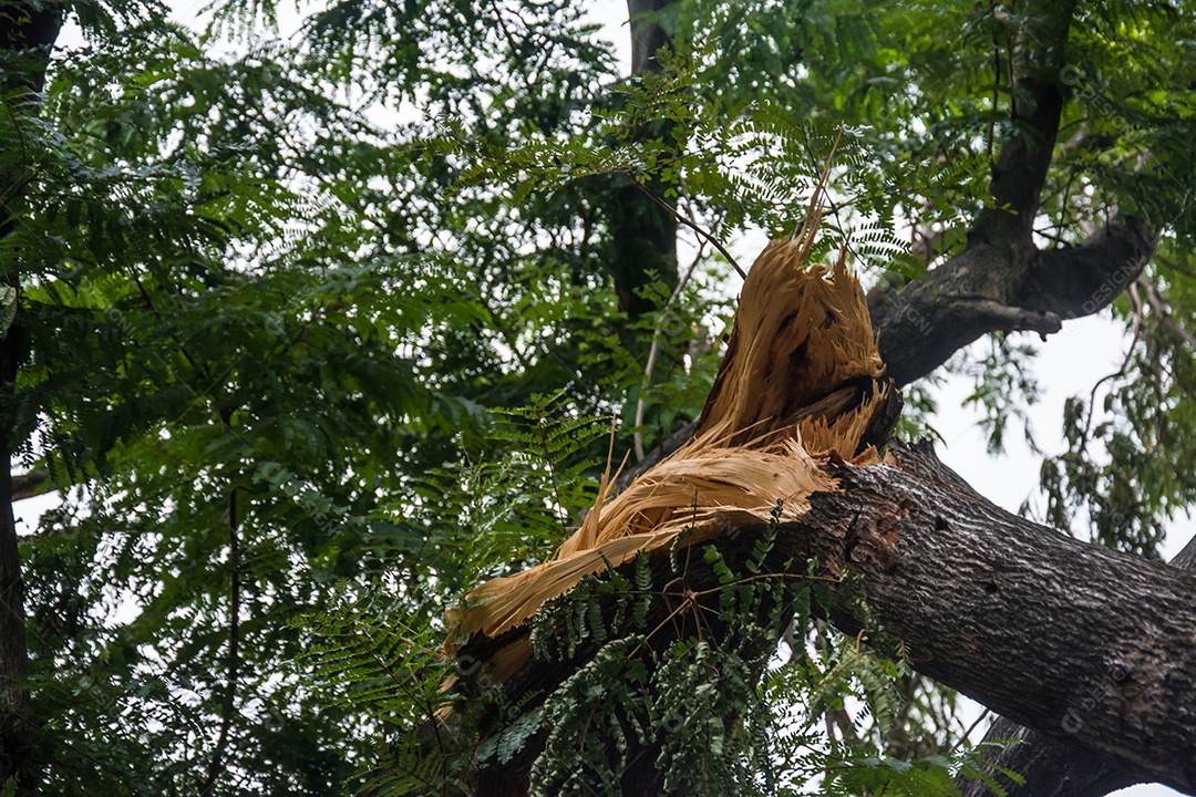 A árvore foi destruída pela intensidade da tempestade.