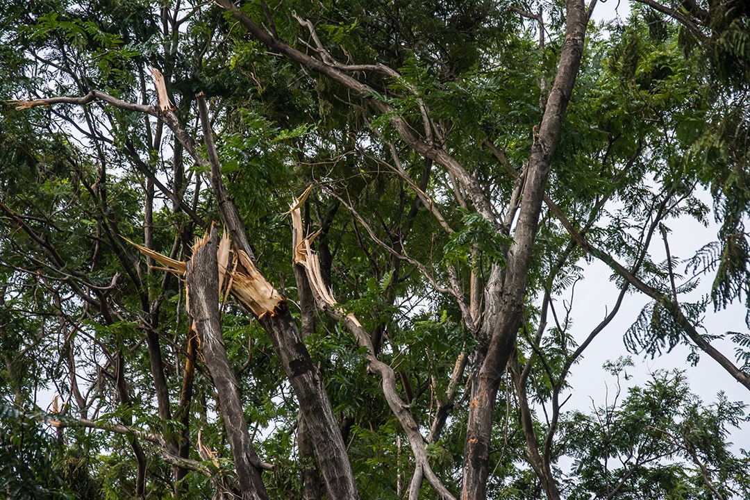 A árvore foi destruída pela intensidade da tempestade.