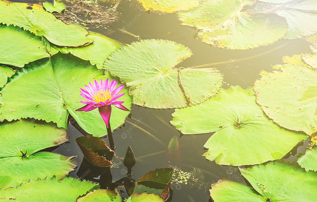 Lótus no lago de lótus