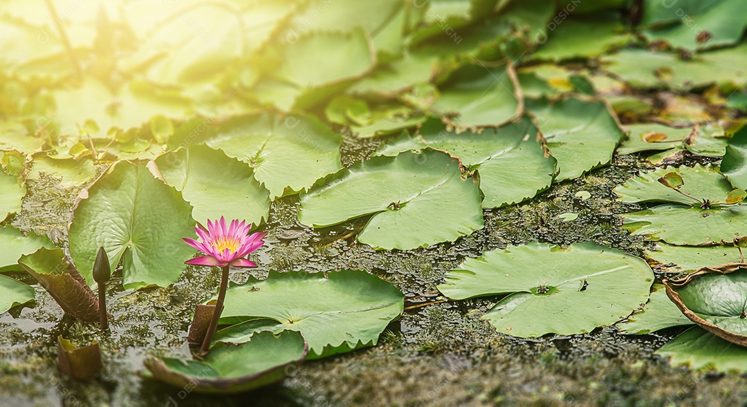 Lótus no lago de lótus
