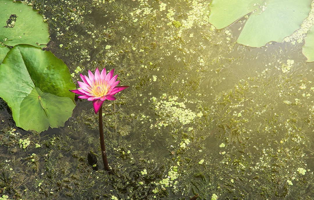 Lótus no lago de lótus