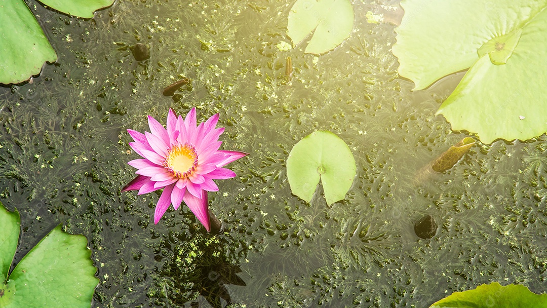 Lótus no lago de lótus