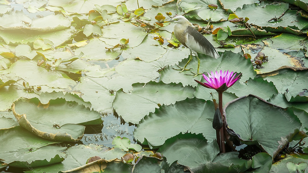Lótus no lago de lótus