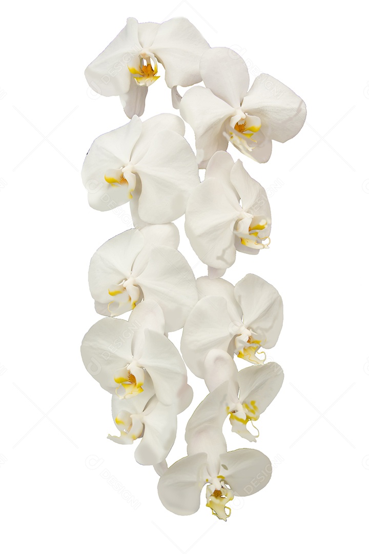 Orquídea Flor Planta em Vaso Casa de Bonecas Miniaturas Jardim Isolar