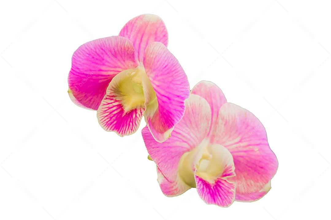 Orquídea Flor Planta em Vaso Casa de Bonecas Miniaturas Jardim Isolar