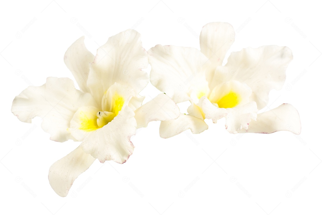 Orquídea Flor Planta em Vaso Casa de Bonecas Miniaturas Jardim Isolar