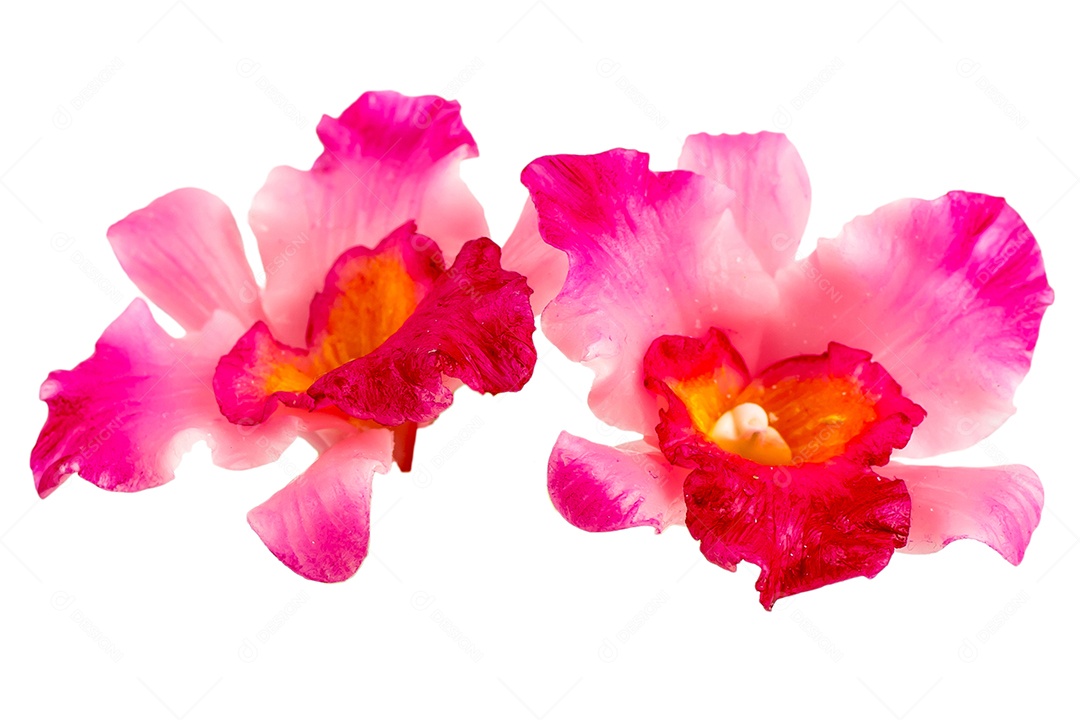 Orquídea Flor Planta em Vaso Casa de Bonecas Miniaturas Jardim Isolar