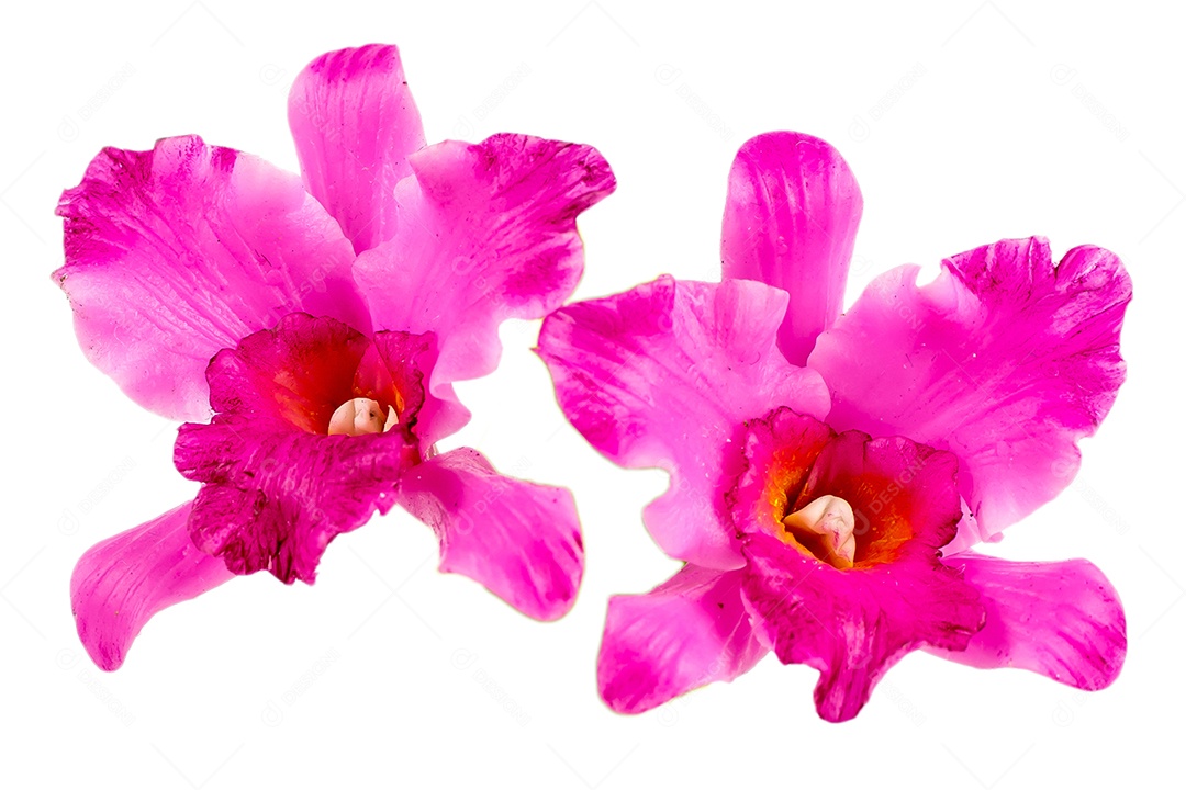 Orquídea Flor Planta em Vaso Casa de Bonecas Miniaturas Jardim Isolar