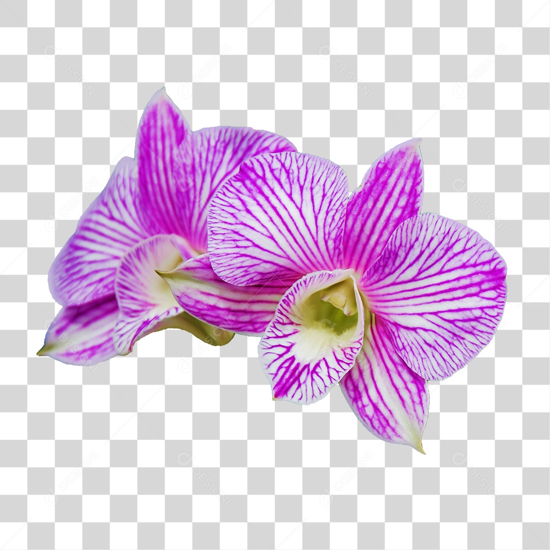 Flor de orquídea branca com roxa PNG transparente